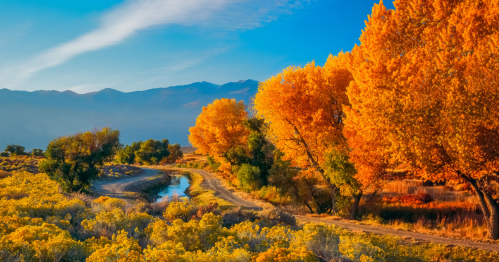 a river winds through an arid landscape past cottonwood trees aglow in their fiery orange fall foliage in owens river valley, ca