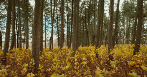 Atlantic White cedar trees in the New Jersey Pine Barrens