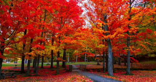 A paved walking path and small pedestrian bridge surrounded by bright red foliage in a New York park