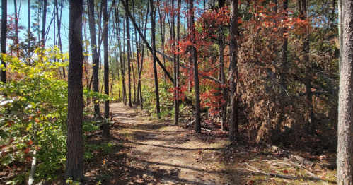 A forest path surrounded by vibrant fall foliage