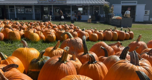 Bright orange pumpkins in front of a farm store at a pumpkin patch in Maine
