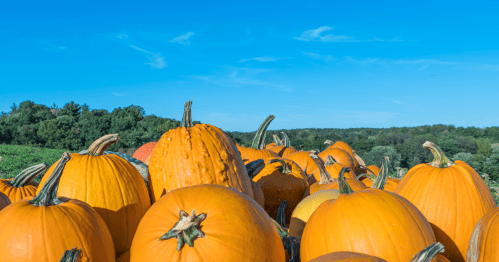 bright orange pumpkins against rolling hills and a bright blue sky in PA