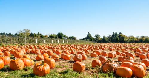 Dozens of bright orange pumpkins in a field at a pumpkin patch in New York under a bright blue sky