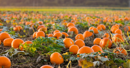 a field filled with pumpkins still on the vine at a farm