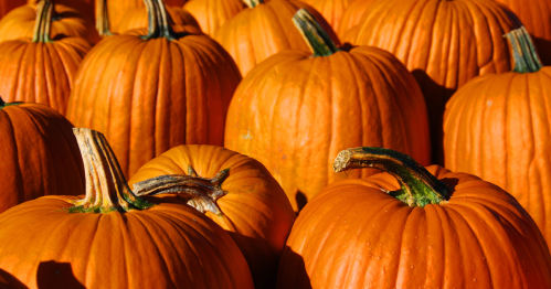 closeup of a group of already-picked pumpkins