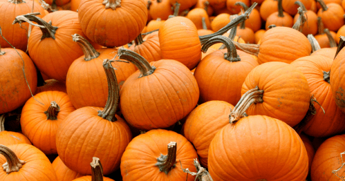 a closeup of a pile of orange pumpkins with stems