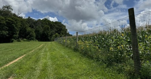 A thin dirt path cuts through a wide expanse of green grass with a forest on one side and fenced farmland on the other.