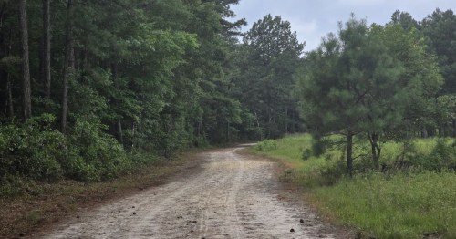 A sandy path cuts through a green forest.