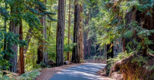 A paved path curves through a forest of thick redwood trees.