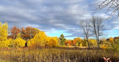 Vibrant fall foliage, in golds and reds, is visible across a an expanse of reeds.
