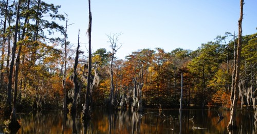 Wetlands at Sam Houston Jones State Park, surrounded by fall foliage.