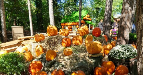 A festive display of pumpkins adorns silver dollar city.