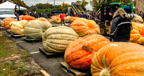 Giant pumpkins are scattered throughout the town of Stillwater, Minnesota, for its annual Harvest Fest