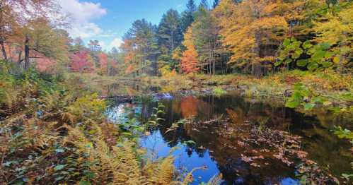 surrounded by fall foliage the swift river runs through swift river reservation in petersham massachusetts