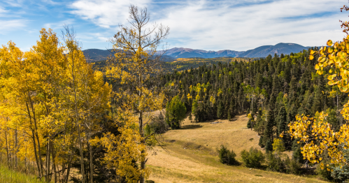 A view of trees with yellow fall foliage and pine trees in a mountain valley by Taos, New Mexico.