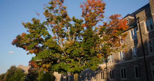 Hints of fall foliage on an old-growth tree in front of a stone building at Virginia Tech