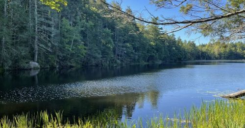 A forest surrounding a lake.