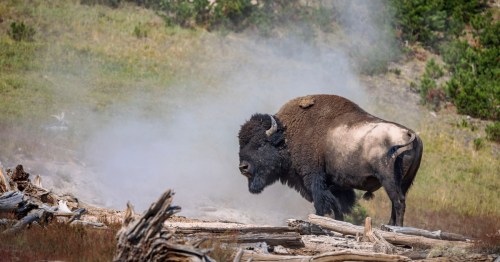 A buffalo rests by a hot spring in Wyoming.