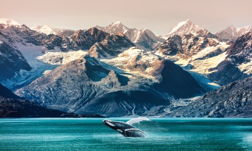 A luxury boat cruising the turquoise water of Alaska’s Inside Passage, surrounded by snow-capped mountain peaks, as a humpback whale surfaces nearby—a dramatic scene of a whale-watching excursion in Southeast Alaska.