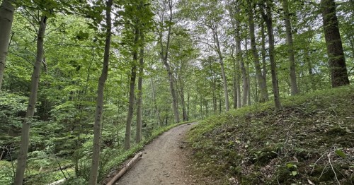 A dirt path curves to the right in the the Patapsco Valley Ridge Trail in Patapsco Valley State Park in Ellicot City, Maryland, with tall trees looking on