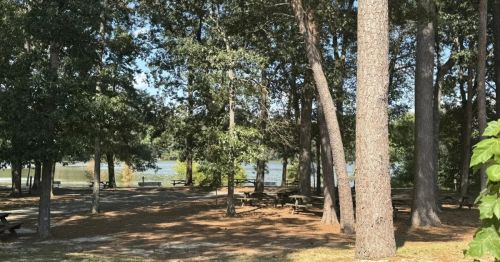 A forest with a lake in the background.