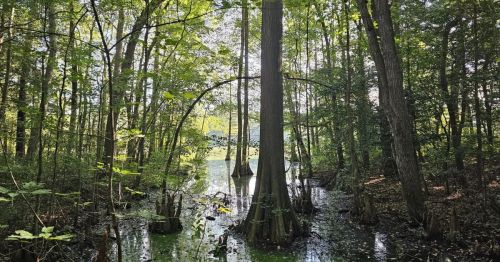 Trees sticking out of water in a thick forest.