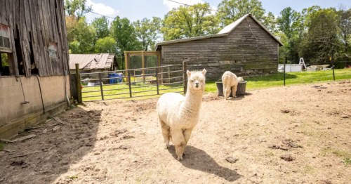 Two white alpacas stand in a dusty fenced farmyard, with old wooden barns behind them, at this Airbnb.