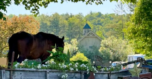 A horse grazes on the scenic property of the Storeybrook Farm Airbnb in Saint Johnsbury, Vermont.
