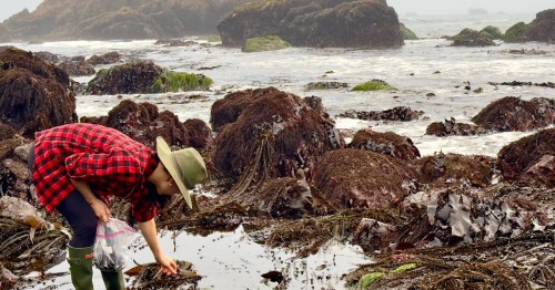 Tiffany, a forager, harvesting bladderwrack