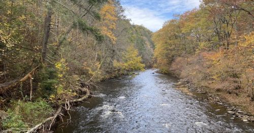 A river running through a colorful forest.