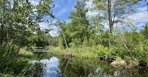 A pond surrounded by a green forest.