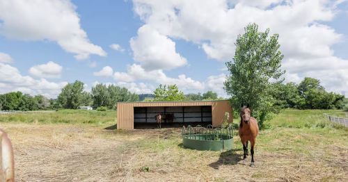 A horse standing in a pasture with a small shelter behind it.