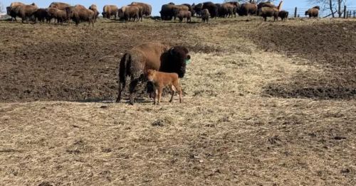 A bison calf standing next to a mother bison with a herd of bison in the background.