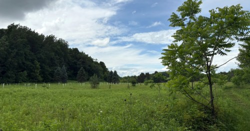 A lush, green field stretches into the horizon.