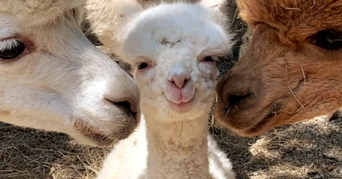 Three friendly alpacas with a baby white alpaca in the center, smiling at the camera at a farm stay in Maine.