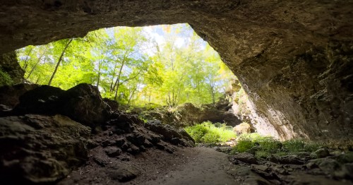 The view from inside an expansive cave opening up to a dense, green forest