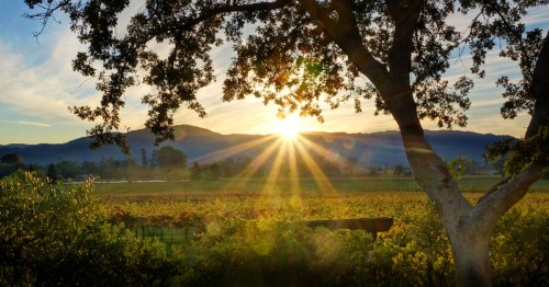 Sunset over a Napa Valley vineyard.