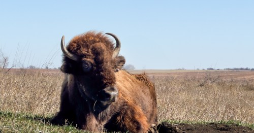 A wild bison with golden fur and two horns, lying in golden prairie grass.