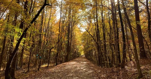 An autumn day with transforming leaves and sun peeking through. A path cuts in between the trees.