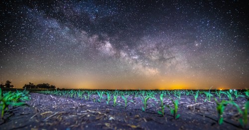 The Milky Way Over a Field of Corn in Iowa