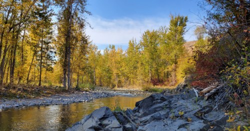 Aspen trees transforming into autumn colors surround a calm river near Twisp, Washington.