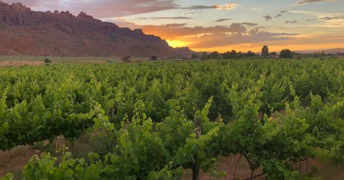 Golden sunset over a lush Utah vineyard with red rock cliffs glowing in the distance.