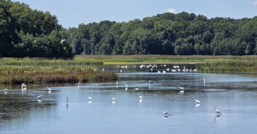 Birds land on water in a marsh bordered by marshy grass and trees in Bombay Hook National Wildlife Refuge in Smyrna, Delaware