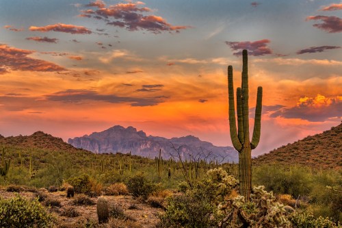 Vibrant Sonoran Desert sunset with colorful orange, pink, and purple skies over cactus silhouettes.
