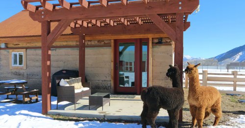 Two alpacas stand outside the door of an Airbnb in Colorado.