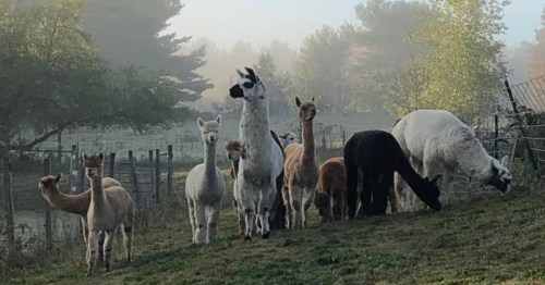 several llamas and alpacas on plain view farm in massachusetts