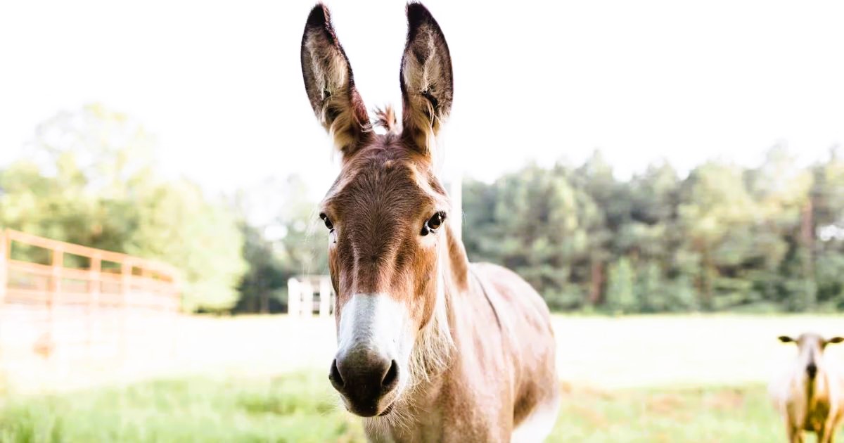 You Can Sleep and Meet Farm Animals at This Airbnb in Mississippi