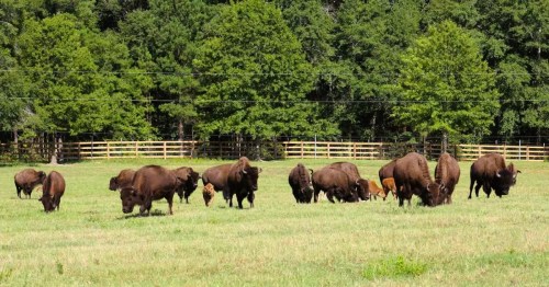 A large group of bison grazing and roaming in a field at a bison farm in Alabama.