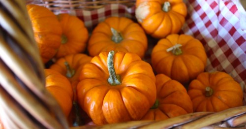 A selection of orange pumpkins rests on a red-and-white checked cloth in a wicker basket.