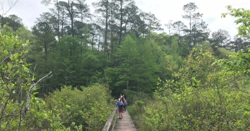 A hiker stops on wooden boardwalk to view the green forest around them at the the Kincaid Reservoir on the Kincaid Reservoir Shoreline Trail in Boyce, Louisiana
